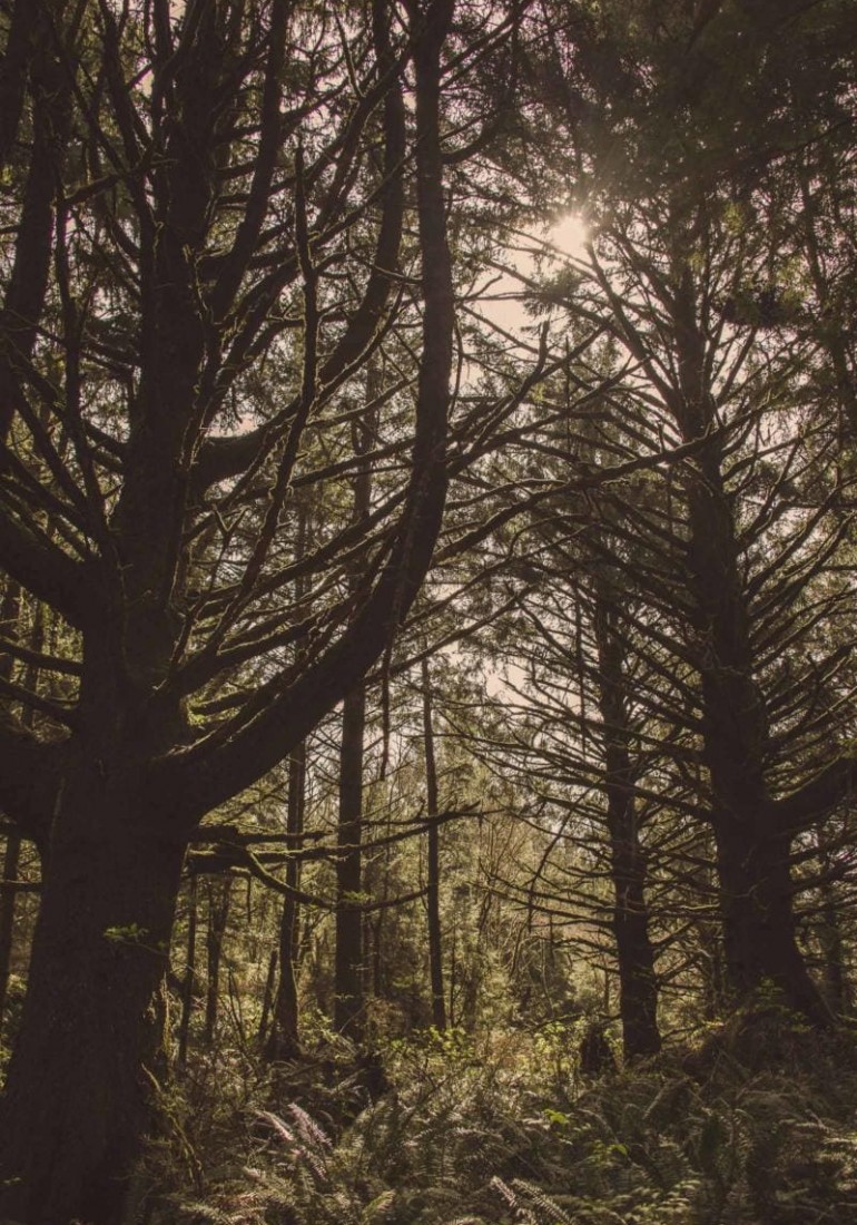CANNON_BEACH_06