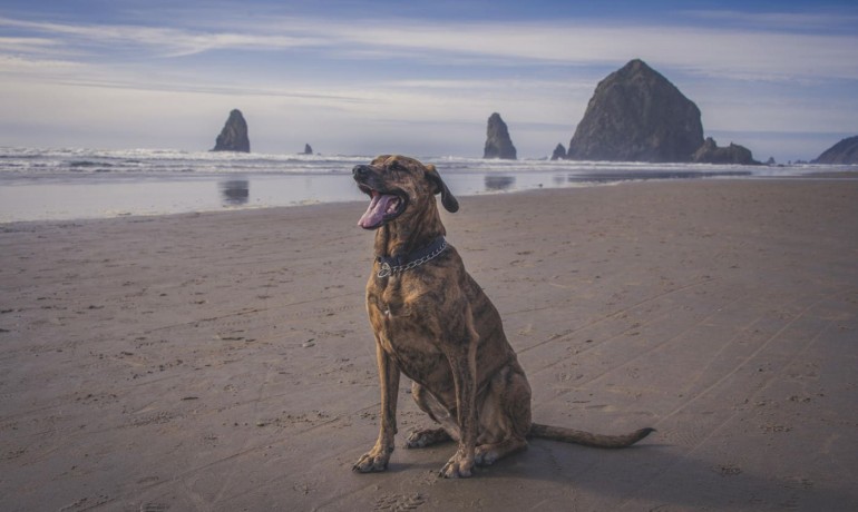 CANNON_BEACH_07